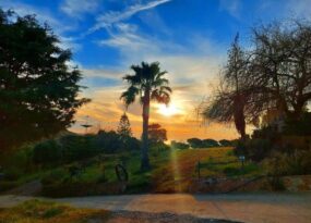 Sunset with palm trees and lush greenery in a peaceful park setting.