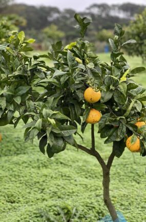 Orange tree with ripe oranges in a lush garden setting.